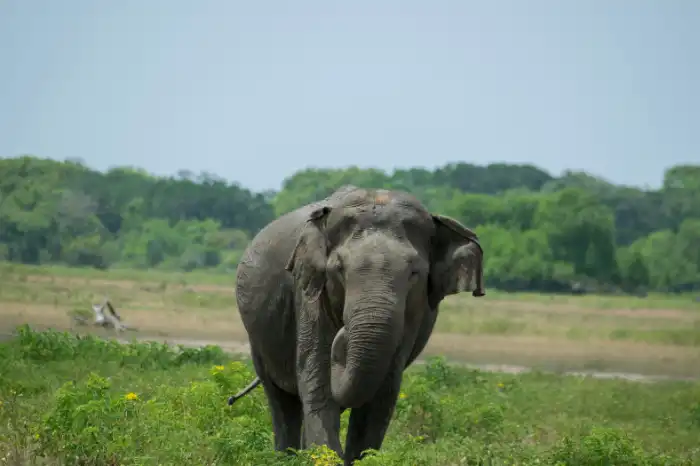 Elephants on safari in Udawalawe National Park Sri Lanka