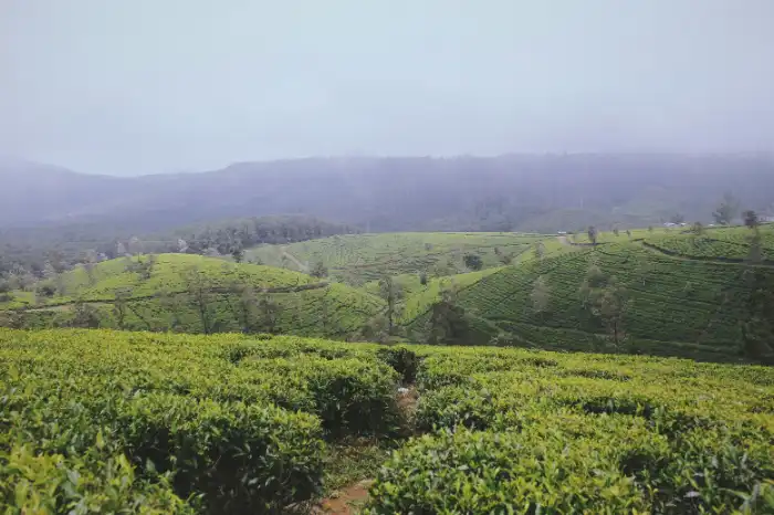Tea plantations in Sri Lanka central highlands